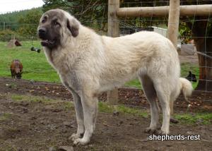Image of Anatolian Shepherd Biskuvi