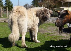Image of Shepherds Rest Anatolians Biskuvi