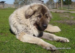 Image of Shepherds Rest Anatolians Biskuvi