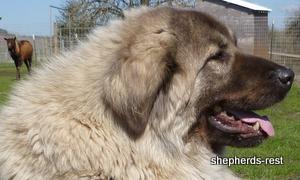 Image of Shepherds Rest Anatolians Biskuvi