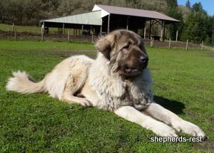 Image of Shepherds Rest Anatolians Biskuvi