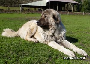 Image of Shepherds Rest Anatolians Biskuvi