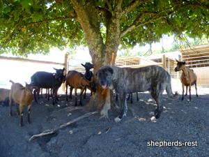 Image of Anatolian Shepherd Brindle Import