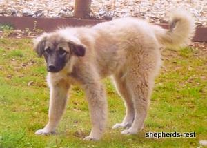 Image of Anatolian Shepherd Çivril Import