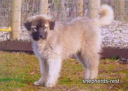 Image of Shepherds Rest Anatolians Çivril Import