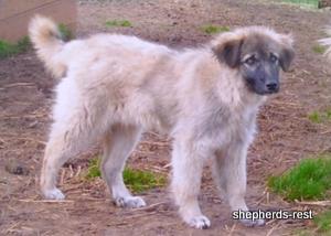 Image of Anatolian Shepherd Çivril Import