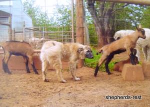 Image of Anatolian Shepherd Çivril Import