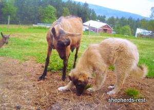 Image of Anatolian Shepherd Çivril Import