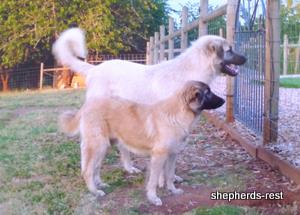 Image of Anatolian Shepherd Çivril Import