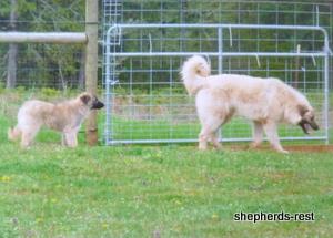 Image of Anatolian Shepherd Çivril Import