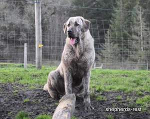 Image of Anatolian Shepherd Çizgili Güzel