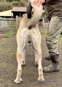Image of Anatolian Shepherd Devrekanılı Dağcı Import