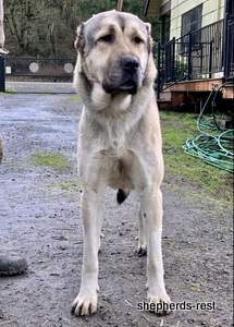 Image of Anatolian Shepherd Devrekanılı Dağcı Import