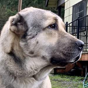 Image of Anatolian Shepherd Devrekanılı Dağcı Import