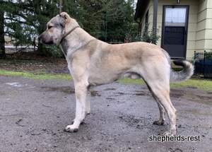 Image of Anatolian Shepherd Devrekanılı Dağcı Import