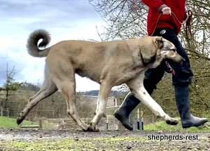 Image of Anatolian Shepherd Devrekanılı Dağcı Import