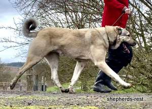 Image of Anatolian Shepherd Devrekanılı Dağcı Import