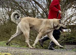 Image of Anatolian Shepherd Devrekanılı Dağcı Import