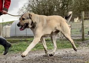 Image of Anatolian Shepherd Devrekanılı Dağcı Import