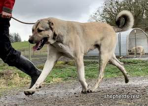 Image of Anatolian Shepherd Devrekanılı Dağcı Import