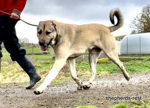 Image of Anatolian Shepherd Devrekanılı Dağcı Import