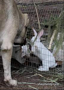 Image of Anatolian Shepherd Devrekanılı Dağcı Import