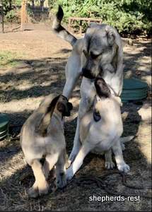 Image of Anatolian Shepherd Devrekanılı Dağcı Import