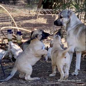Image of Anatolian Shepherd Devrekanılı Dağcı Import