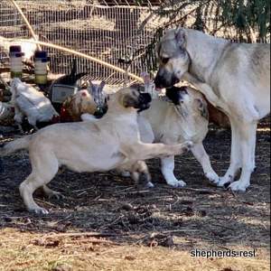 Image of Anatolian Shepherd Devrekanılı Dağcı Import