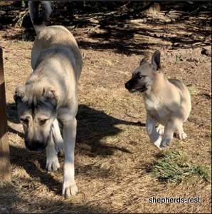 Image of Anatolian Shepherd Devrekanılı Dağcı Import