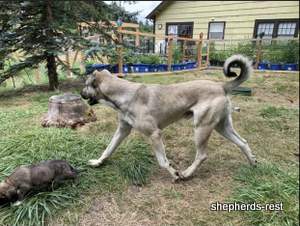 Image of Anatolian Shepherd Devrekanılı Dağcı Import
