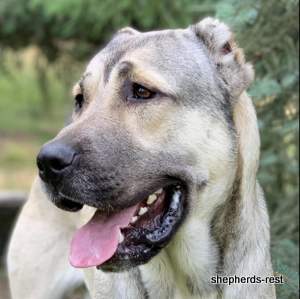 Image of Anatolian Shepherd Devrekanılı Dağcı Import