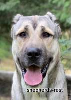 Image of Anatolian Shepherd Devrekanılı Dağcı Import