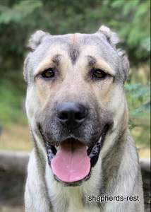 Image of Anatolian Shepherd Devrekanılı Dağcı Import