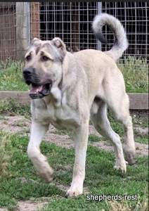 Image of Anatolian Shepherd Devrekanılı Dağcı Import