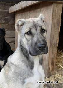 Image of Anatolian Shepherd Devrekanılı Dağcı Import