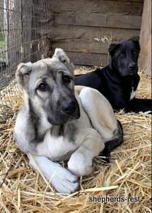 Image of Anatolian Shepherd Devrekanılı Dağcı Import