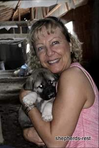 Image of Anatolian Shepherd Devrekanılı Dağcı Import