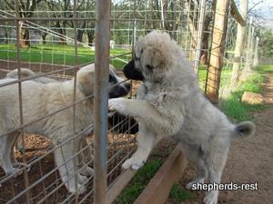 Image of Anatolian Shepherd Değerli