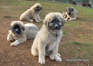 Image of Anatolian Shepherd Değerli