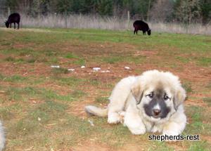 Image of Anatolian Shepherd Değerli