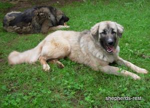 Image of Anatolian Shepherd Değerli