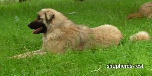 Image of Anatolian Shepherd Değerli