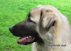 Image of Anatolian Shepherd Değerli