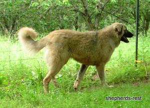 Image of Anatolian Shepherd Değerli