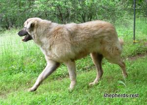 Image of Anatolian Shepherd Değerli