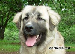 Image of Anatolian Shepherd Değerli