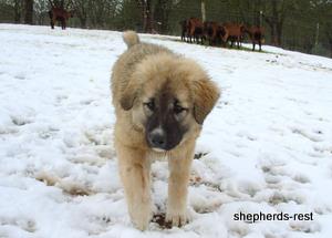 Image of Anatolian Shepherd Değerli