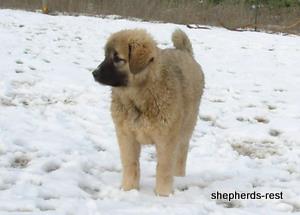 Image of Anatolian Shepherd Değerli