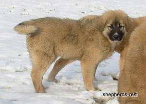 Image of Anatolian Shepherd Değerli